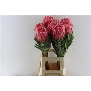 PROTEA VENUS