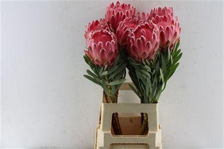 <h4>PROTEA VENUS</h4>