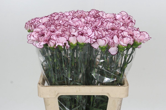 <h4>Dianthus St Mudah</h4>