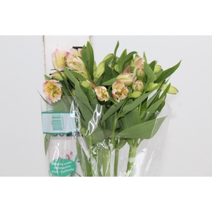 ALSTROEMERIA ALICE 080 CM