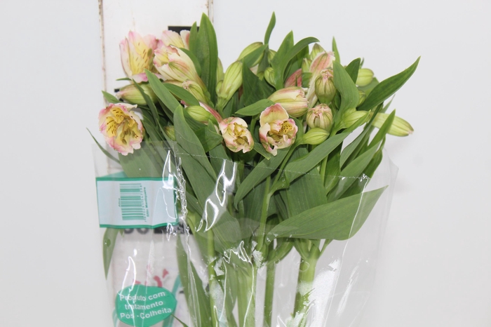 ALSTROEMERIA ALICE 080 CM