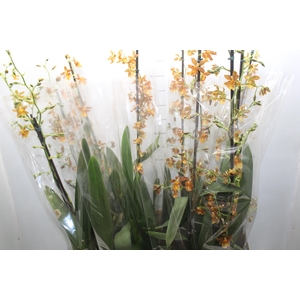ORQUIDEA CATATANTE LOS ROBLES P15 PREMIUM