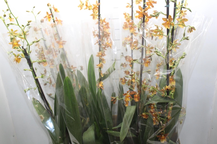 <h4>ORQUIDEA CATATANTE LOS ROBLES P15 PREMIUM</h4>