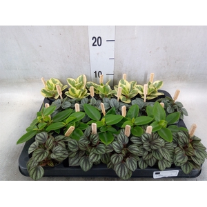 Peperomia   ...mix