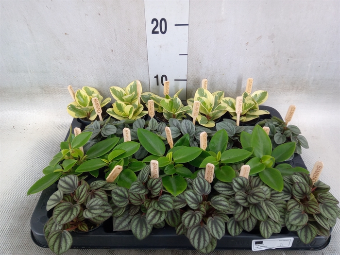 <h4>Peperomia   ...mix</h4>