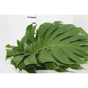 FOLHAGEM MONSTERA DELICIOSA 060 CM