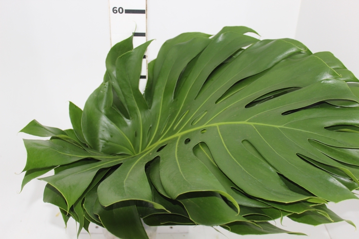 <h4>FOLHAGEM MONSTERA DELICIOSA 060 CM</h4>