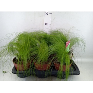 Stipa tenuifolia