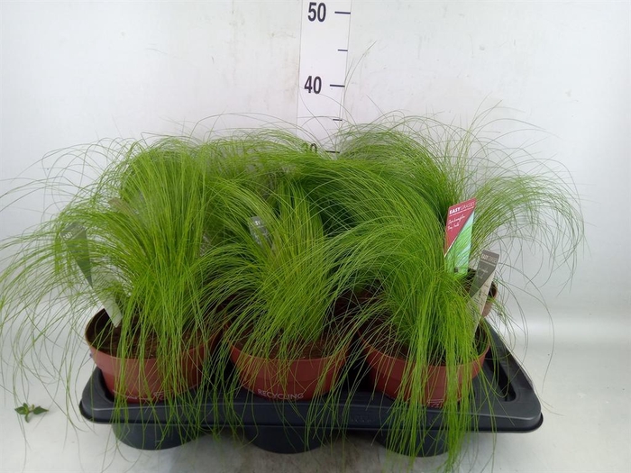 <h4>Stipa tenuifolia</h4>