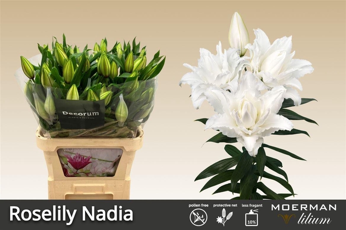 <h4>Li Or Du Rl Nadia</h4>