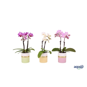 Dolomite Horizon Pastel Tiny Dolls Mix 2T10+ Aqu@