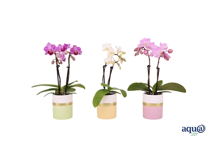 <h4>Dolomite Horizon Pastel Tiny Dolls Mix 2T10+ Aqu@</h4>