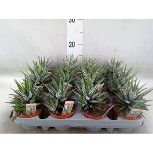 Haworthia fasciala 'Big Band'