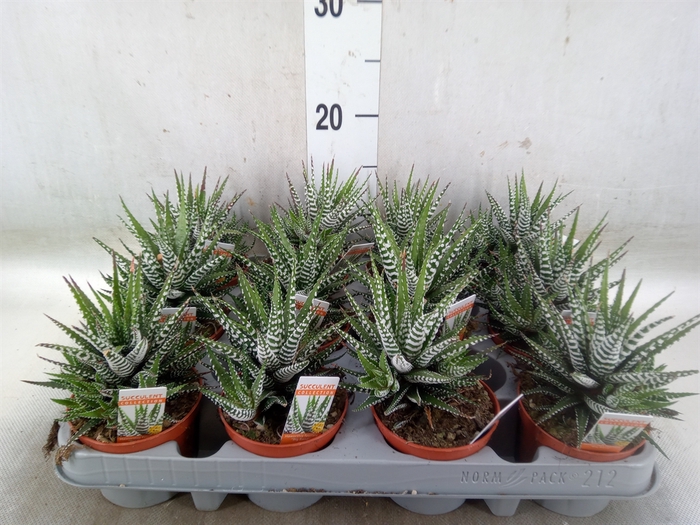 <h4>Haworthia fasciala 'Big Band'</h4>