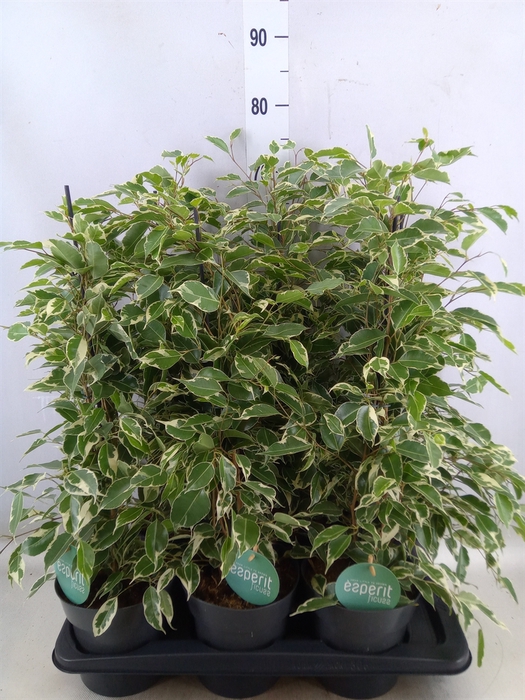 <h4>Ficus benja. 'Twilight'</h4>