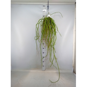 Rhipsalis   ...