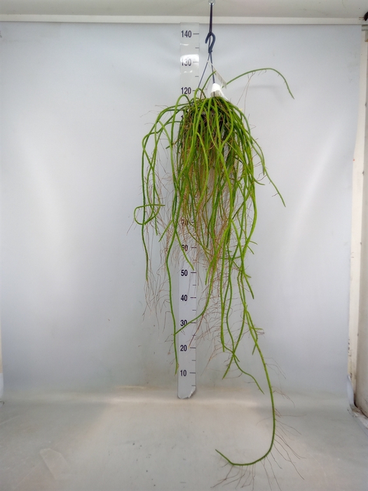 <h4>Rhipsalis   ...</h4>