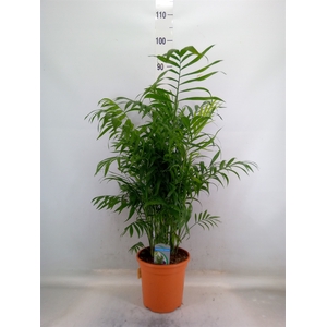 Chamaedorea elegans