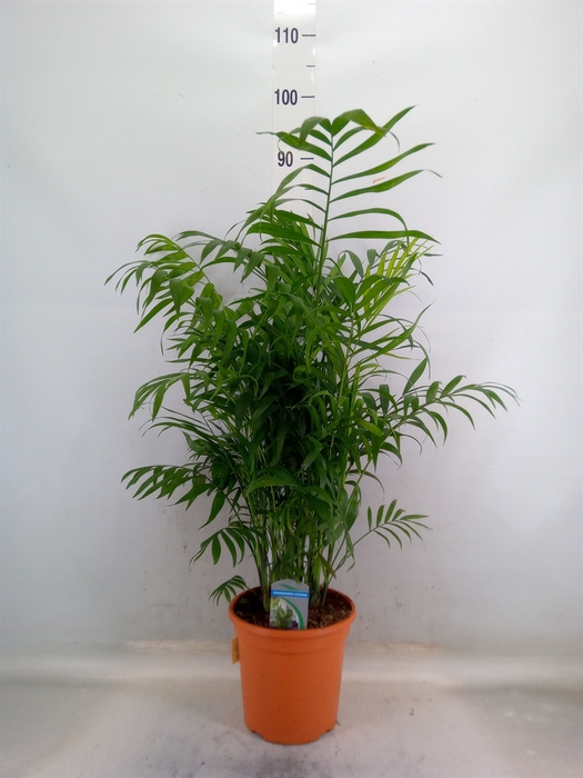 <h4>Chamaedorea elegans</h4>