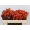 Kaaps Groen Lanug. Orange