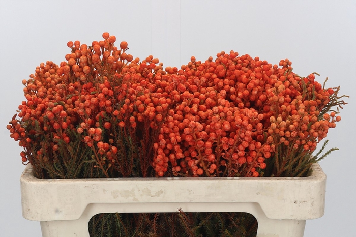 <h4>Kaaps Groen Lanug. Orange</h4>
