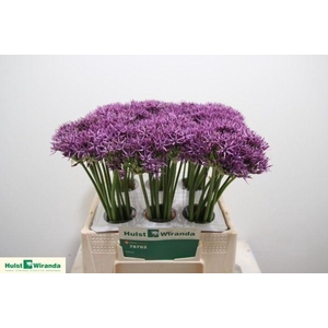ALLIUM VIOLET BEAUTY