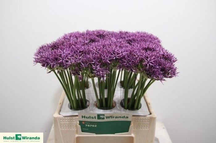<h4>ALLIUM VIOLET BEAUTY</h4>