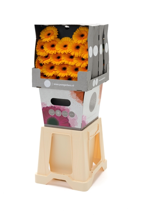 <h4>Germini Tweety Diamond</h4>