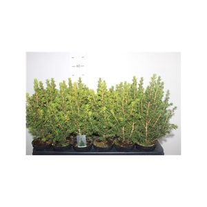 Picea Gl Conica