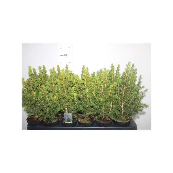 <h4>Picea Gl Conica</h4>