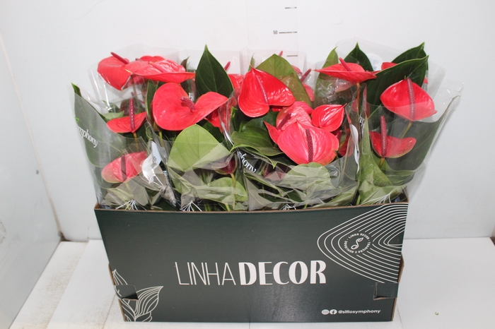 <h4>ANTHURIUM CASANOVA P15 VERMELHO PREMIUM</h4>