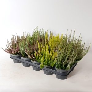 Calluna vulgaris 'Beauty Ladies' mix P12