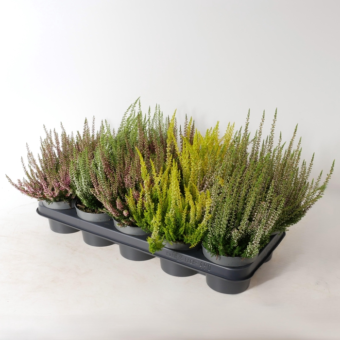<h4>Calluna vulgaris 'Beauty Ladies' mix P12</h4>