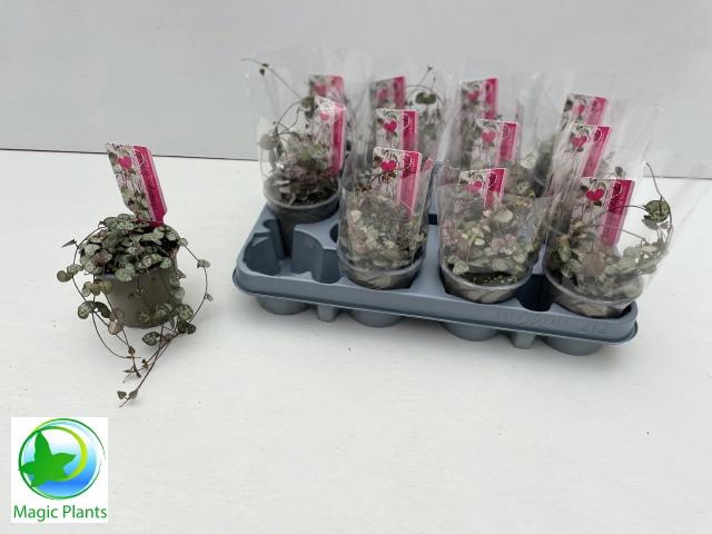 <h4>CEROPEGIA WOODII SUP</h4>