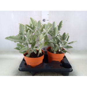 Kalanchoe NF beharensis