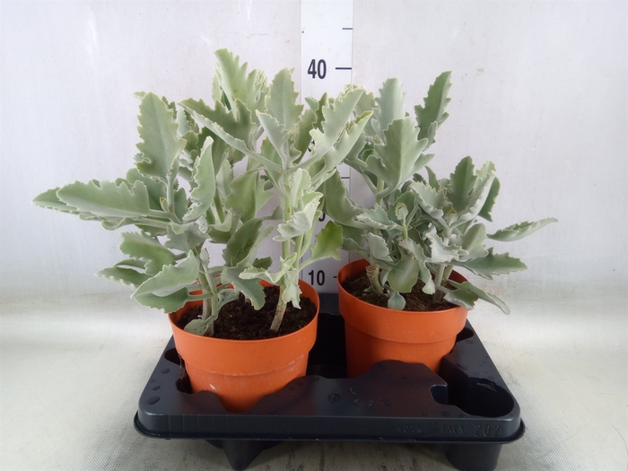 <h4>Kalanchoe NF beharensis</h4>