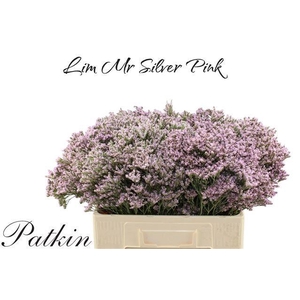 LIM MR SILVER PINK