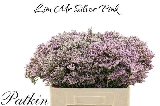 <h4>LIM MR SILVER PINK</h4>
