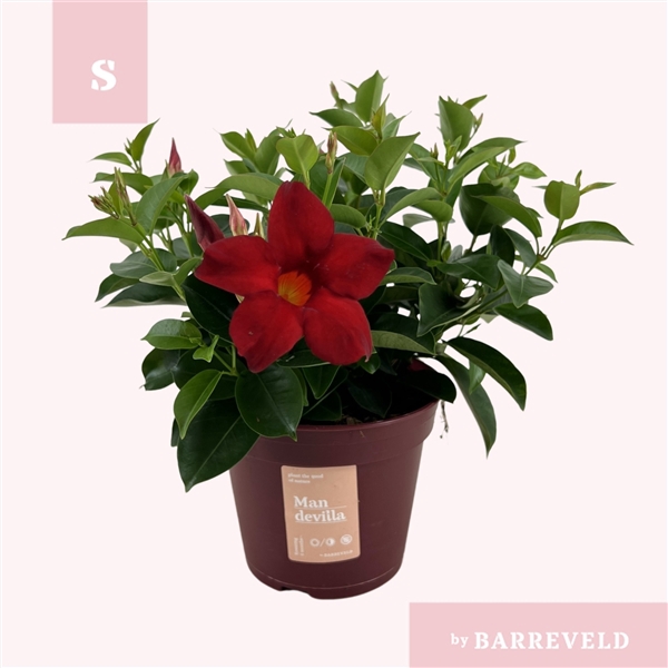<h4>Mandevilla 'Zomerville' struik rood</h4>