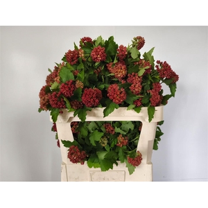 Physocarpus Op Mag Spr Sapphire