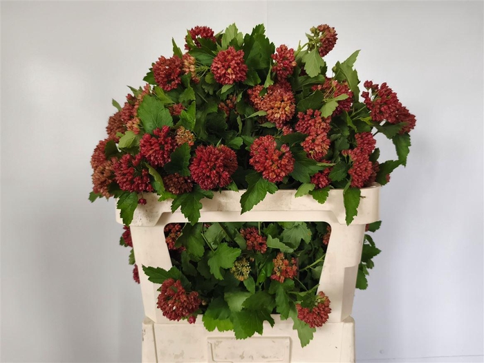 <h4>Physocarpus Op Mag Spr Sapphire</h4>