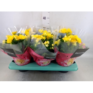 Begonia elat. HL 'Rebecca'