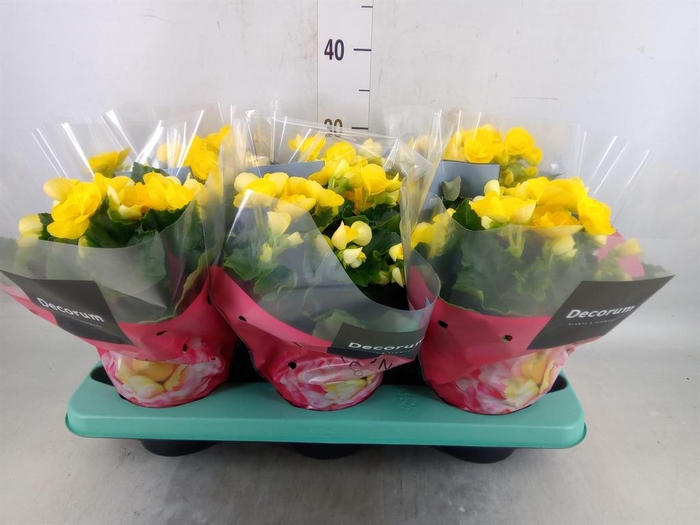 <h4>Begonia elat. HL 'Rebecca'</h4>