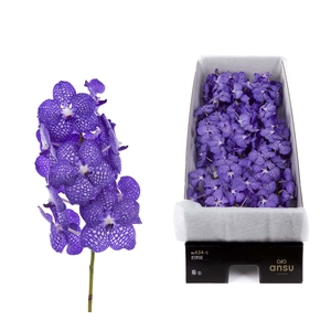 Vanda Kanchana China Blue X16