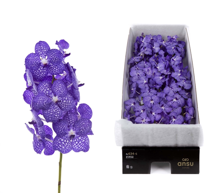 <h4>Vanda Kanchana China Blue X16</h4>