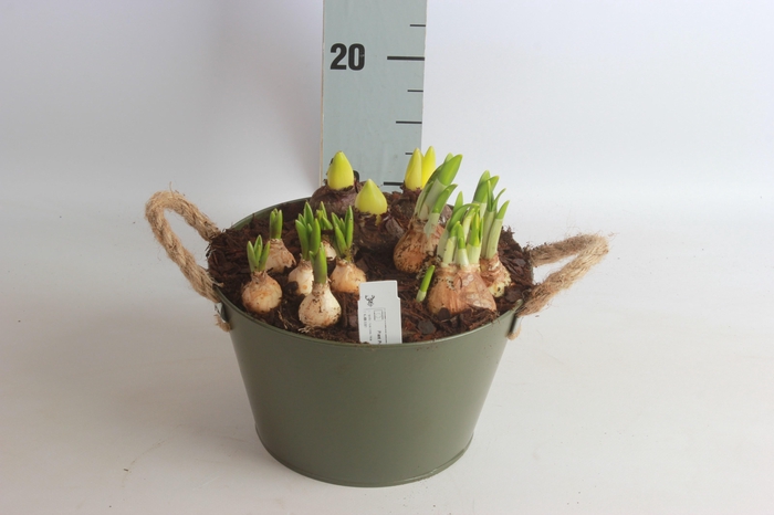 <h4>ARR TUINPLANTEN</h4>