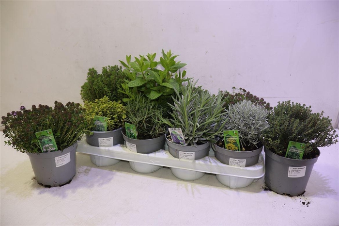 <h4>Tuinkruiden Gem</h4>