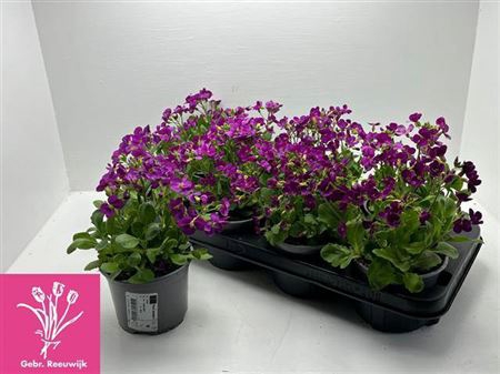 <h4>Arabis Caucasica</h4>