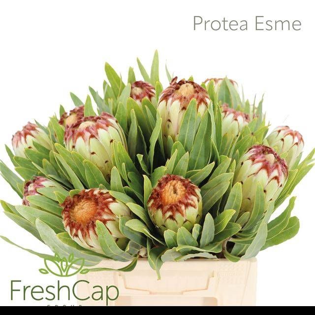 <h4>PROTEA MAG NIOBE</h4>