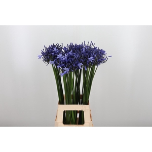 Agapanthus Dr.brouwer